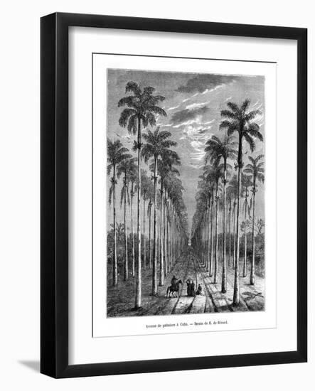 Avenue of Palm Trees, Cuba, 19th Century-E de Berard-Framed Giclee Print