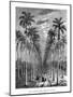 Avenue of Palm Trees, Cuba, 19th Century-E de Berard-Mounted Giclee Print