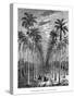 Avenue of Palm Trees, Cuba, 19th Century-E de Berard-Stretched Canvas