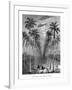 Avenue of Palm Trees, Cuba, 19th Century-E de Berard-Framed Giclee Print
