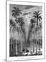 Avenue of Palm Trees, Cuba, 19th Century-E de Berard-Mounted Giclee Print