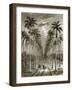 Avenue of Palm Trees, Leading to a Residence in Cuba-English-Framed Giclee Print