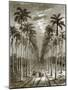 Avenue of Palm Trees, Leading to a Residence in Cuba-English-Mounted Giclee Print