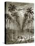 Avenue of Palm Trees, Leading to a Residence in Cuba-English-Stretched Canvas