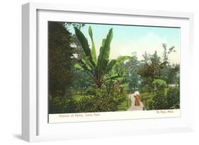 Avenue of Palms, Como Park, St. Paul, Minnesota-null-Framed Art Print