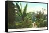 Avenue of Palms, Como Park, St. Paul, Minnesota-null-Framed Stretched Canvas