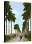 Avenue of Palms, Havana, 1903-null-Stretched Canvas