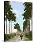 Avenue of Palms, Havana, 1903-null-Stretched Canvas