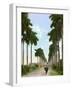 Avenue of Palms, Havana, 1903-null-Framed Giclee Print