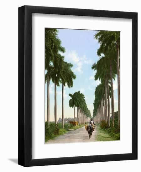 Avenue of Palms, Havana, 1903-null-Framed Premium Giclee Print