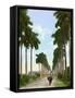 Avenue of Palms, Havana, 1903-null-Framed Stretched Canvas