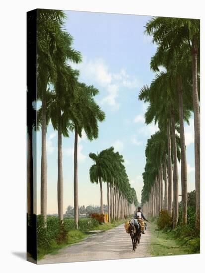 Avenue of Palms, Havana, 1903-null-Stretched Canvas