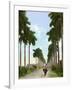 Avenue of Palms, Havana, 1903-null-Framed Giclee Print