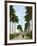 Avenue of Palms, Havana, 1903-null-Framed Giclee Print