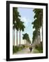 Avenue of Palms, Havana, 1903-null-Framed Giclee Print