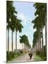 Avenue of Palms, Havana, 1903-null-Mounted Giclee Print