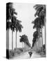 Avenue of Palms, Havana-null-Stretched Canvas