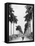 Avenue of Palms, Havana-null-Framed Stretched Canvas