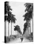 Avenue of Palms, Havana-null-Stretched Canvas