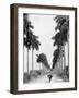 Avenue of Palms, Havana-null-Framed Photo