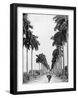 Avenue of Palms, Havana-null-Framed Photo