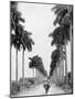 Avenue of Palms, Havana-null-Mounted Photo