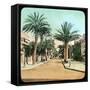 Avenue of Palms, Hyeres, France, Late 19th or Early 20th Century-null-Framed Stretched Canvas