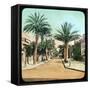 Avenue of Palms, Hyeres, France, Late 19th or Early 20th Century-null-Framed Stretched Canvas
