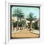 Avenue of Palms, Hyeres, France, Late 19th or Early 20th Century-null-Framed Giclee Print