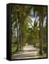 Avenue of Palms, Musket Cove Island Resort, Malolo Lailai Island, Mamanuca Islands, Fiji-David Wall-Framed Stretched Canvas
