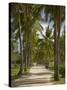 Avenue of Palms, Musket Cove Island Resort, Malolo Lailai Island, Mamanuca Islands, Fiji-David Wall-Stretched Canvas