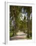 Avenue of Palms, Musket Cove Island Resort, Malolo Lailai Island, Mamanuca Islands, Fiji-David Wall-Framed Premium Photographic Print