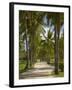 Avenue of Palms, Musket Cove Island Resort, Malolo Lailai Island, Mamanuca Islands, Fiji-David Wall-Framed Premium Photographic Print