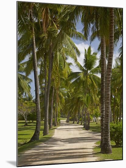 Avenue of Palms, Musket Cove Island Resort, Malolo Lailai Island, Mamanuca Islands, Fiji-David Wall-Mounted Premium Photographic Print