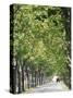 Avenue of Plane Trees, Lancon, Bouches Du Rhone, Provence, France-Jean Brooks-Stretched Canvas