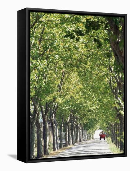 Avenue of Plane Trees, Lancon, Bouches Du Rhone, Provence, France-Jean Brooks-Framed Stretched Canvas