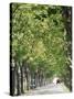 Avenue of Plane Trees, Lancon, Bouches Du Rhone, Provence, France-Jean Brooks-Stretched Canvas