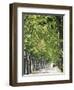 Avenue of Plane Trees, Lancon, Bouches Du Rhone, Provence, France-Jean Brooks-Framed Photographic Print