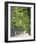 Avenue of Plane Trees, Lancon, Bouches Du Rhone, Provence, France-Jean Brooks-Framed Photographic Print