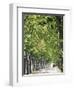 Avenue of Plane Trees, Lancon, Bouches Du Rhone, Provence, France-Jean Brooks-Framed Photographic Print