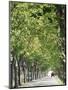 Avenue of Plane Trees, Lancon, Bouches Du Rhone, Provence, France-Jean Brooks-Mounted Photographic Print