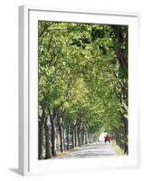 Avenue of Plane Trees, Lancon, Bouches Du Rhone, Provence, France-Jean Brooks-Framed Photographic Print