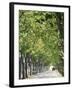 Avenue of Plane Trees, Lancon, Bouches Du Rhone, Provence, France-Jean Brooks-Framed Photographic Print