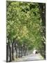Avenue of Plane Trees, Lancon, Bouches Du Rhone, Provence, France-Jean Brooks-Mounted Photographic Print