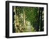 Avenue of Plane Trees, Planted 1809, Canal Du Midi, Seuil De Naurouze, Languedoc-Roussillon, France-J P De Manne-Framed Photographic Print