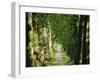 Avenue of Plane Trees, Planted 1809, Canal Du Midi, Seuil De Naurouze, Languedoc-Roussillon, France-J P De Manne-Framed Photographic Print