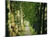 Avenue of Plane Trees, Planted 1809, Canal Du Midi, Seuil De Naurouze, Languedoc-Roussillon, France-J P De Manne-Mounted Photographic Print