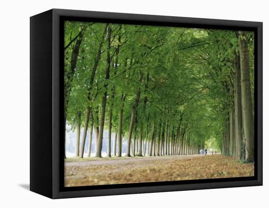 Avenue of Poplar Trees, Parc De Marly, Western Outskirts of Paris, France, Europe-Duncan Maxwell-Framed Stretched Canvas