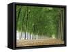 Avenue of Poplar Trees, Parc De Marly, Western Outskirts of Paris, France, Europe-Duncan Maxwell-Framed Stretched Canvas