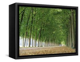 Avenue of Poplar Trees, Parc De Marly, Western Outskirts of Paris, France, Europe-Duncan Maxwell-Framed Stretched Canvas